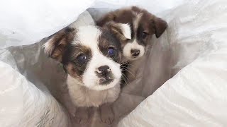 Abandoned two young puppies, with clear eyes,cute and pitiful, eating ham sausage for the first time