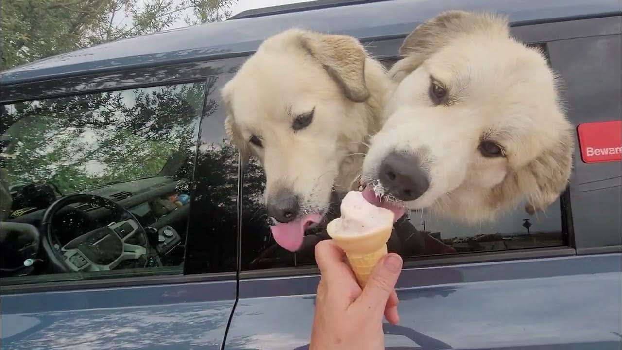 The Yetis Try Strawberry Ice Cream for the First Time YouTube