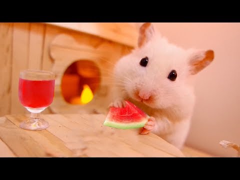 funny-hamster-rat-and-guinea-pig-try-to-eat-a-big-watermeloon