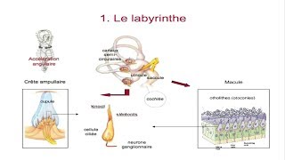 Le système vestibulaire