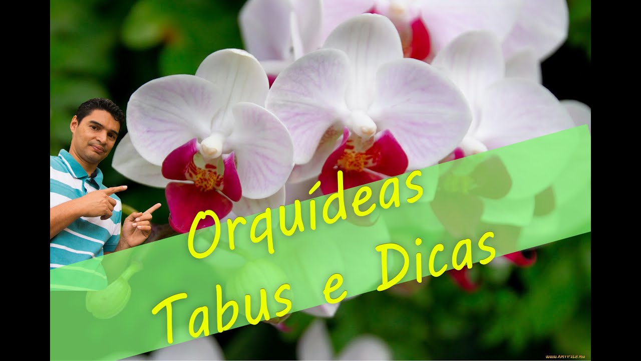 Dicas Orquídeas, Tabus cuidados para uma flor mais bonita linda, qualidade e estilo de vida Dicas Orquídeas, Tabus cuidados para uma flor mais bonita linda, qualidade e estilo de vida