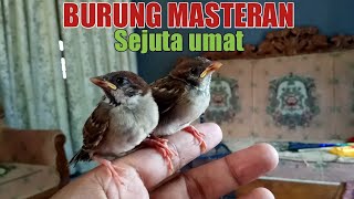 MENCETAK CALON GURU VOKAL DARI ANAKAN BURUNG GEREJA DAN CARA MEMASTERINYA