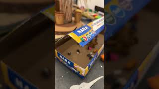 Little Baby Blew The Raptor From A Cart