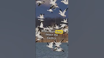 How Do Migrating Birds Know Where To Go?