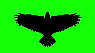 Athlete Statistics Flying Eagle Top view Silhouette on Green Screen Background | 4K | FREE TO USE