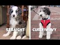 Pros & Cons of Straight Hair vs. Curly Coats of Aussiedoodle! (F1, F1B)