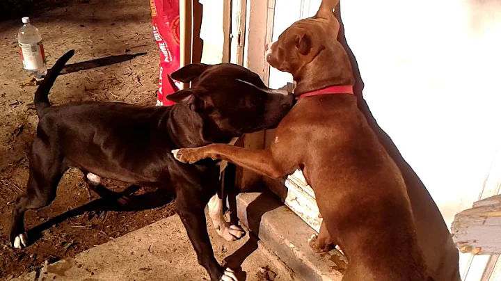 Bossy and Bully