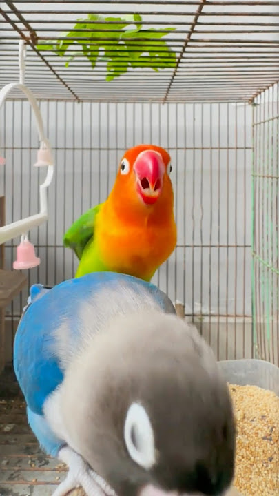 THIS LOVEBIRD SOUND IS SUCCESSFUL IN MAKING A MUTE LOVEBIRD, STOPPED SOUNDING, INSTANTLY CHIRPING!!
