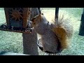 Squirrel Cam - The Flash and Cappy enjoying a snack