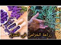 اكتشف كيفية زراعة الخزامى بخطوات سهلة
