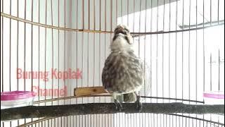 Burung Cucak Rowo Ropel Gacor Untuk Masteran Cucak Rowo Muda Langsung Nggacor