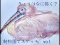 きょうはなに描く? 動物園スケッチvo 1 モモイロペリカンさん編