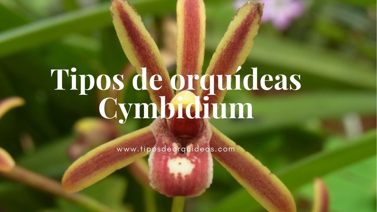 Tipos de Orquideas Cymbidium - YouTube