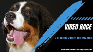 Découvrez la race du Bouvier Bernois : un chien au gabarit imposant, et au caractère très doux