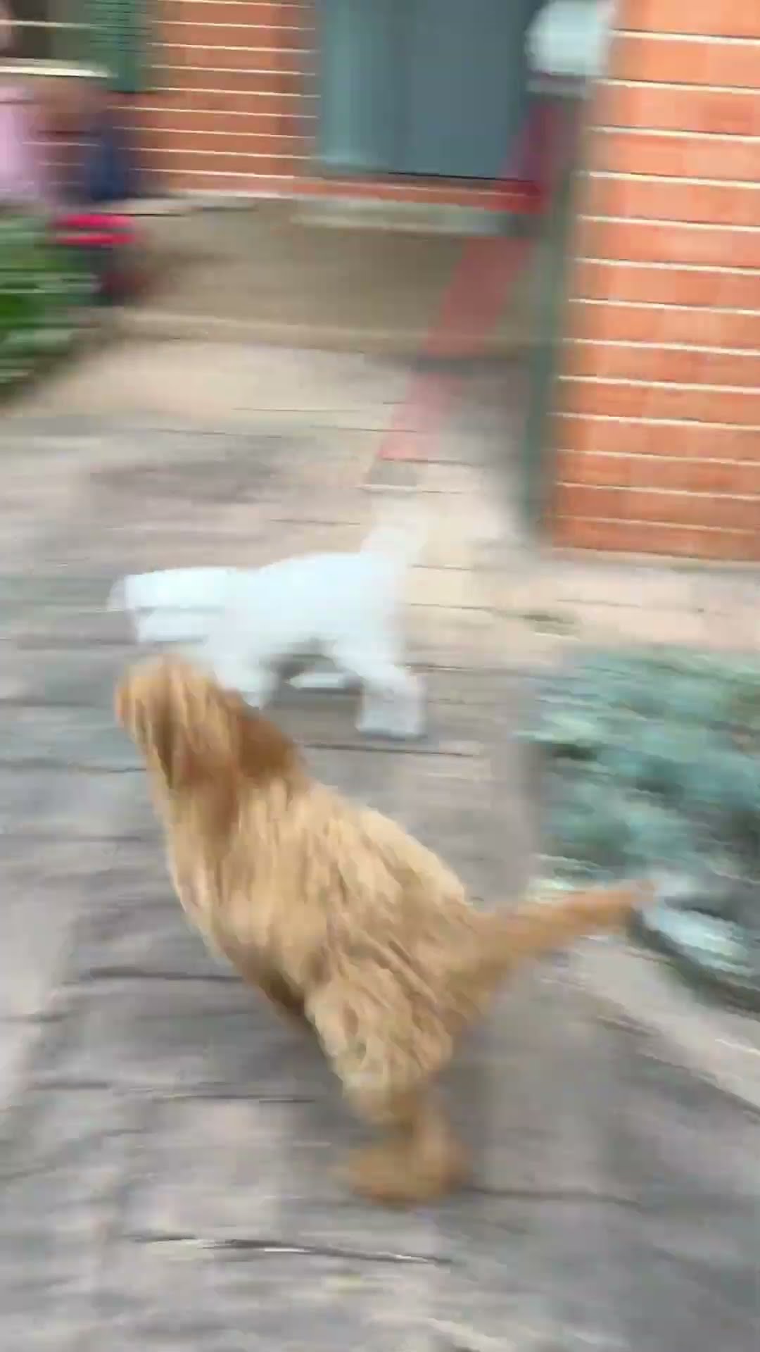 Labradoodle Puppy Dives Into Juniper Bush || ViralHog