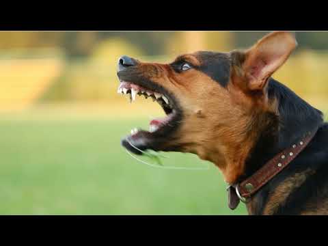 صوت الكلاب كلاب تنبح نباح الكلاب