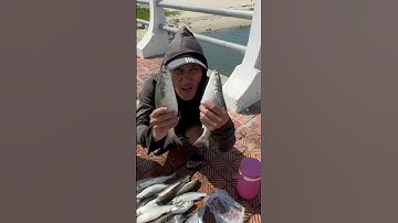 Cá Đối Biển Quang Lưới Ở Cầu Phú Lộc Đà Nẵng |MINH LÊ VLOG