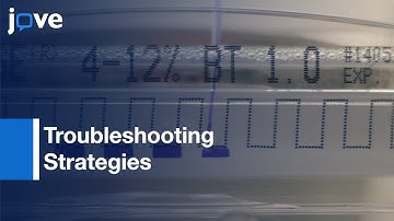Modern Quantitative Fluorescent Western Blotting With Troubleshooting Strategies l Protocol Preview