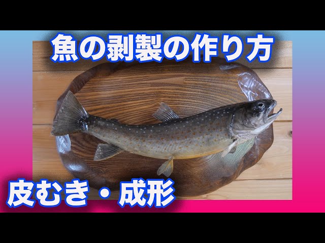 魚の剥製の作り方、防腐処理、皮剥き、成形 - YouTube