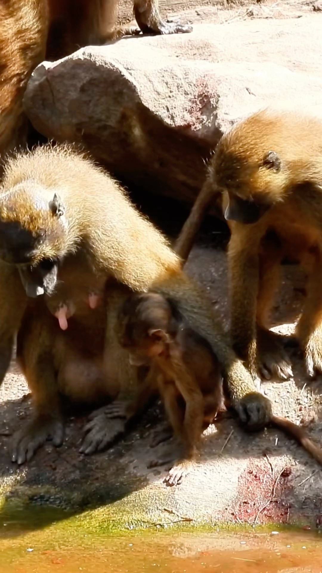 Little Monkey With Mom