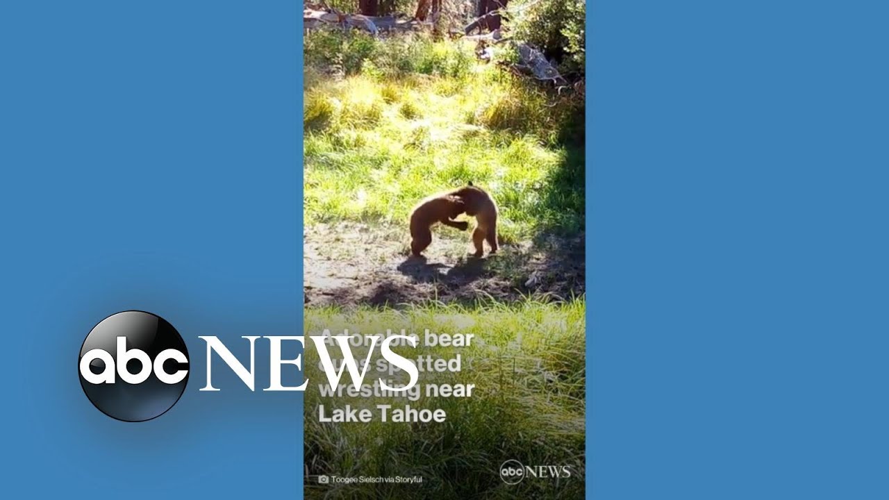 Bear cubs have friendly tussle near Lake Tahoe