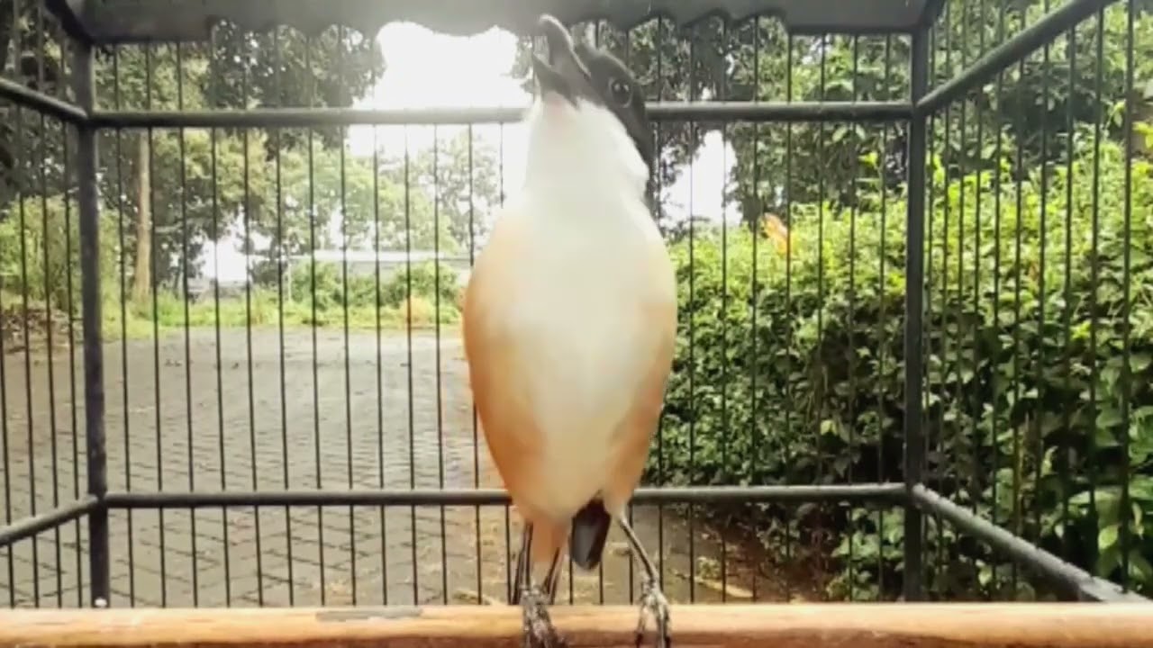 TEMBAKAN JADULAN MEWAH YA INI BOLO #cendetgacor #bodbodcendet #ternakcendet #masteran #burung