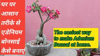 Adenium Bonsai/how to make Adenium Bonsai/Adenium Bonsai easy to make at home