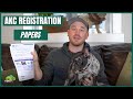 AKC Registration: It is important to have your frenchie AKC registered?