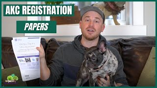 AKC Registration: It is important to have your frenchie AKC registered?