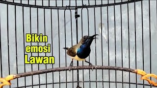 SOGON Gacor bikin emosi lawan, dengan cepat SOGON akan nyaut