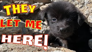 Rescue the puppy alone by the broken roadside house.I'm alone, I'm scared, help me. by Home Pet 4,978 views 1 year ago 9 minutes, 40 seconds