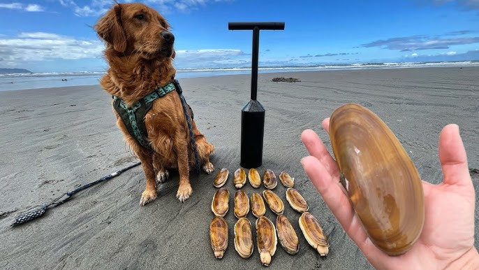 How to catch RAZOR CLAMS - Coastal Sea Foraging - Catch & Cook - Dorset  Fishing - Low Tide Foraging 