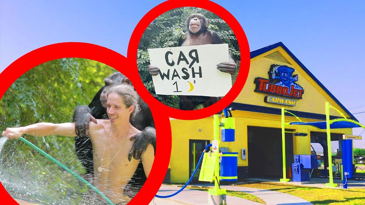 CHIMPS GO TO A CARWASH!?
