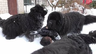 Newfoundland Dogs Playing in Snow