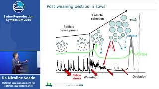 Best practices on lactating and weaned sow to optimize reproductive physiology - CSRS 2016