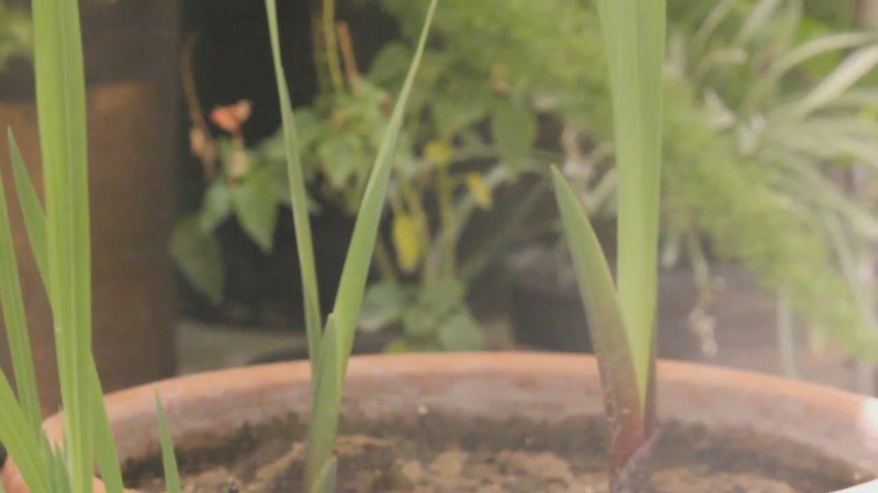 Bulbs Grow Well in PotsGladiolus Bulbs Update Video YouTube