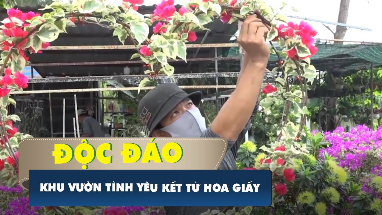 Độc đáo khu vườn tình yêu kết từ những cây hoa giấy - youtube