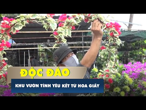 Video Độc đáo khu vườn tình yêu kết từ những cây hoa giấy - youtube