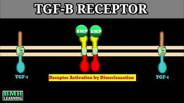 TGF Beta Receptors | Structure Of TGF Beta Receptor | Receptor Activation By Dimerisazation |
