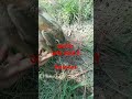 जर्मन शेफर्ड डॉग से खरगोश छुड़ाया और मुक्त किया #trending #viral #animal