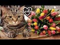 Кот поздравляет с 8 Марта; Cat is wishing a happy Women's Day