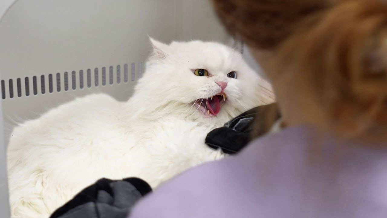 I Groomed the Angriest Rescued Persian Cat (He Hated Every Second)