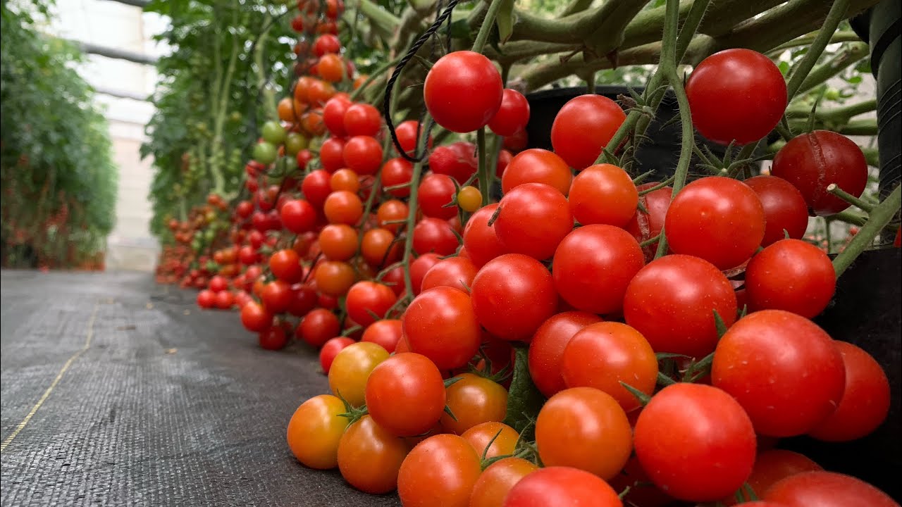 AMAZING Greenhouse CHERRY TOMATO Farming now in the Philippines