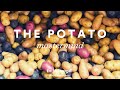 Potato mastermind  part 1