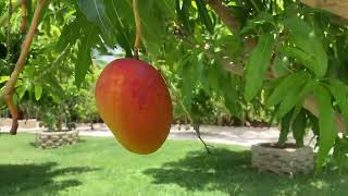 Most Beautiful Mango Orchard (Part 1)