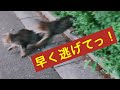 【野良猫】追い回される猫を助けたら、切ない結果が待っていました