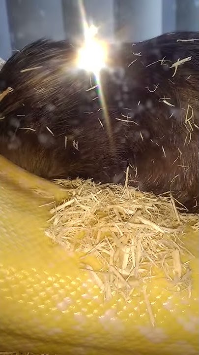 Burmese python (Twinkie) eats guinea pig - YouTube