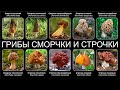 ГРИБЫ СМОРЧКИ И СТРОЧКИ