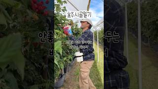 [ 호주 시골 일기 | 250621, 23 ] 우당탕탕 새로운 농장 적응 완료! #호주 #호주워홀 #시골 #워홀 #워홀러 #워킹홀리데이 #일상 #농장 #파티 #바베큐