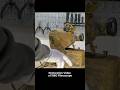#ASMR #Restoration #Satisfying #OddlySatisfying #ASMRRestoration #CleaningASMR #SatisfyingShort #Rel
